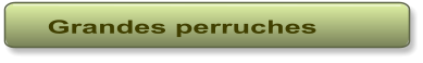 Grandes perruches