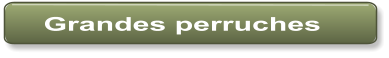 Grandes perruches