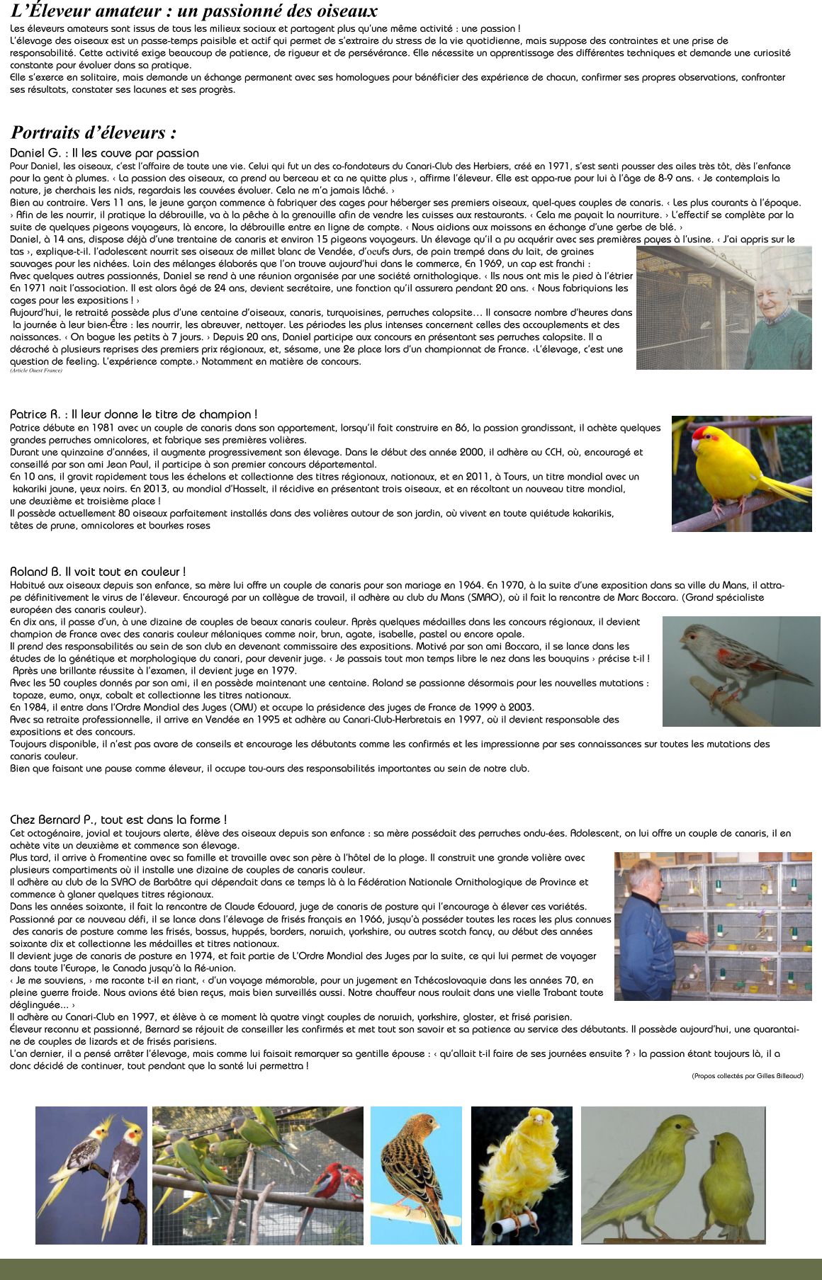 L��leveur amateur : un passionn� des oiseaux   Les �leveurs amateurs sont issus de tous les milieux sociaux et partagent plus qu�une m�me activit� : une passion !  L��levage des oiseaux est un passe-temps paisible et actif qui permet de s�extraire du stress de la vie quotidienne, mais suppose des contraintes et une prise de responsabilit�. Cette activit� exige beaucoup de patience, de rigueur et de pers�v�rance. Elle n�cessite un apprentissage des diff�rentes techniques et demande une curiosit� constante pour �voluer dans sa pratique.  Elle s�exerce en solitaire, mais demande un �change permanent avec ses homologues pour b�n�ficier des exp�rience de chacun, confirmer ses propres observations, confronter ses r�sultats, constater ses lacunes et ses progr�s.         Portraits d��leveurs :   Daniel G. : Il les couve par passion  Pour Daniel, les oiseaux, c�est l�affaire de toute une vie. Celui qui fut un des co-fondateurs du Canari-Club des Herbiers, cr�� en 1971, s�est senti pousser des ailes tr�s t�t, d�s l�enfance pour la gent � plumes. � La passion des oiseaux, ca prend au berceau et ca ne quitte plus �, affirme l��leveur. Elle est appa-rue pour lui � l��ge de 8-9 ans. � Je contemplais la nature, je cherchais les nids, regardais les couv�es �voluer. Cela ne m�a jamais l�ch�. �    Bien au contraire. Vers 11 ans, le jeune gar�on commence � fabriquer des cages pour h�berger ses premiers oiseaux, quel-ques couples de canaris. � Les plus courants � l��poque. � Afin de les nourrir, il pratique la d�brouille, va � la p�che � la grenouille afin de vendre les cuisses aux restaurants. � Cela me payait la nourriture. � L�effectif se compl�te par la suite de quelques pigeons voyageurs, l� encore, la d�brouille entre en ligne de compte. � Nous aidions aux moissons en �change d�une gerbe de bl�. �  Daniel, � 14 ans, dispose d�j� d�une trentaine de canaris et environ 15 pigeons voyageurs. Un �levage qu�il a pu acqu�rir avec ses premi�res payes � l�usine. � J�ai appris sur le tas �, explique-t-il. l�adolescent nourrit ses oiseaux de millet blanc de Vend�e, d�oeufs durs, de pain tremp� dans du lait, de graines  sauvages pour les nich�es. Loin des m�langes �labor�s que l�on trouve aujourd�hui dans le commerce, En 1969, un cap est franchi :  Avec quelques autres passionn�s, Daniel se rend � une r�union organis�e par une soci�t� ornithologique. � Ils nous ont mis le pied � l��trier En 1971 nait l�association. Il est alors �g� de 24 ans, devient secr�taire, une fonction qu�il assurera pendant 20 ans. � Nous fabriquions les  cages pour les expositions ! �  Aujourd�hui, le retrait� poss�de plus d�une centaine d�oiseaux, canaris, turquoisines, perruches calopsite� Il consacre nombre d�heures dans  la journ�e � leur bien-�tre : les nourrir, les abreuver, nettoyer. Les p�riodes les plus intenses concernent celles des accouplements et des  naissances. � On bague les petits � 7 jours. � Depuis 20 ans, Daniel participe aux concours en pr�sentant ses perruches calopsite. Il a  d�croch� � plusieurs reprises des premiers prix r�gionaux, et, s�same, une 2e place lors d�un championnat de France. �L��levage, c�est une  question de feeling. L�exp�rience compte.� Notamment en mati�re de concours.  (Article Ouest France)    Patrice R. : Il leur donne le titre de champion !  Patrice d�bute en 1981 avec un couple de canaris dans son appartement, lorsqu�il fait construire en 86, la passion grandissant, il ach�te quelques  grandes perruches omnicolores, et fabrique ses premi�res voli�res.  Durant une quinzaine d�ann�es, il augmente progressivement son �levage. Dans le d�but des ann�e 2000, il adh�re au CCH, o�, encourag� et  conseill� par son ami Jean Paul, il participe � son premier concours d�partemental.  En 10 ans, il gravit rapidement tous les �chelons et collectionne des titres r�gionaux, nationaux, et en 2011, � Tours, un titre mondial avec un  kakariki jaune, yeux noirs. En 2013, au mondial d�Hasselt, il r�cidive en pr�sentant trois oiseaux, et en r�coltant un nouveau titre mondial,  une deuxi�me et troisi�me place !  Il poss�de actuellement 80 oiseaux parfaitement install�s dans des voli�res autour de son jardin, o� vivent en toute qui�tude kakarikis,  t�tes de prune, omnicolores et bourkes roses    Roland B. Il voit tout en couleur !  Habitu� aux oiseaux depuis son enfance, sa m�re lui offre un couple de canaris pour son mariage en 1964. En 1970, � la suite d�une exposition dans sa ville du Mans, il attra-pe d�finitivement le virus de l��leveur. Encourag� par un coll�gue de travail, il adh�re au club du Mans (SMAO), o� il fait la rencontre de Marc Boccara. (Grand sp�cialiste europ�en des canaris couleur).  En dix ans, il passe d�un, � une dizaine de couples de beaux canaris couleur. Apr�s quelques m�dailles dans les concours r�gionaux, il devient  champion de France avec des canaris couleur m�laniques comme noir, brun, agate, isabelle, pastel ou encore opale.  Il prend des responsabilit�s au sein de son club en devenant commissaire des expositions. Motiv� par son ami Boccara, il se lance dans les  �tudes de la g�n�tique et morphologique du canari, pour devenir juge. � Je passais tout mon temps libre le nez dans les bouquins � pr�cise t-il !  Apr�s une brillante r�ussite � l�examen, il devient juge en 1979.  Avec les 50 couples donn�s par son ami, il en poss�de maintenant une centaine. Roland se passionne d�sormais pour les nouvelles mutations :  topaze, eumo, onyx, cobalt et collectionne les titres nationaux.  En 1984, il entre dans l�Ordre Mondial des Juges (OMJ) et occupe la pr�sidence des juges de France de 1999 � 2003.  Avec sa retraite professionnelle, il arrive en Vend�e en 1995 et adh�re au Canari-Club-Herbretais en 1997, o� il devient responsable des  expositions et des concours.  Toujours disponible, il n�est pas avare de conseils et encourage les d�butants comme les confirm�s et les impressionne par ses connaissances sur toutes les mutations des canaris couleur.  Bien que faisant une pause comme �leveur, il occupe tou-ours des responsabilit�s importantes au sein de notre club.     Chez Bernard P., tout est dans la forme !  Cet octog�naire, jovial et toujours alerte, �l�ve des oiseaux depuis son enfance : sa m�re poss�dait des perruches ondu-�es. Adolescent, on lui offre un couple de canaris, il en ach�te vite un deuxi�me et commence son �levage.  Plus tard, il arrive � Fromentine avec sa famille et travaille avec son p�re � l�h�tel de la plage. Il construit une grande voli�re avec  plusieurs compartiments o� il installe une dizaine de couples de canaris couleur.  Il adh�re au club de la SVAO de Barb�tre qui d�pendait dans ce temps l� � la F�d�ration Nationale Ornithologique de Province et commence � glaner quelques titres r�gionaux.  Dans les ann�es soixante, il fait la rencontre de Claude Edouard, juge de canaris de posture qui l�encourage � �lever ces vari�t�s.   Passionn� par ce nouveau d�fi, il se lance dans l��levage de fris�s fran�ais en 1966, jusqu�� poss�der toutes les races les plus connues  des canaris de posture comme les fris�s, bossus, hupp�s, borders, norwich, yorkshire, ou autres scotch fancy, au d�but des ann�es  soixante dix et collectionne les m�dailles et titres nationaux.  Il devient juge de canaris de posture en 1974, et fait partie de L�Ordre Mondial des Juges par la suite, ce qui lui permet de voyager  dans toute l�Europe, le Canada jusqu�� la R�-union.  � Je me souviens, � me raconte t-il en riant, � d�un voyage m�morable, pour un jugement en Tch�coslovaquie dans les ann�es 70, en  pleine guerre froide. Nous avions �t� bien re�us, mais bien surveill�s aussi. Notre chauffeur nous roulait dans une vielle Trabant toute  d�glingu�e... �  Il adh�re au Canari-Club en 1997, et �l�ve � ce moment l� quatre vingt couples de norwich, yorkshire, gloster, et fris� parisien.  �leveur reconnu et passionn�, Bernard se r�jouit de conseiller les confirm�s et met tout son savoir et sa patience au service des d�butants. Il poss�de aujourd�hui, une quarantai-ne de couples de lizards et de fris�s parisiens.  L�an dernier, il a pens� arr�ter l��levage, mais comme lui faisait remarquer sa gentille �pouse : � qu�allait t-il faire de ses journ�es ensuite ? � la passion �tant toujours l�, il a donc d�cid� de continuer, tout pendant que la sant� lui permettra ! (Propos collect�s par Gilles Billeaud)